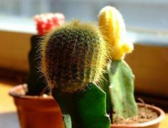 室內(nèi)擺放植物越多越好？